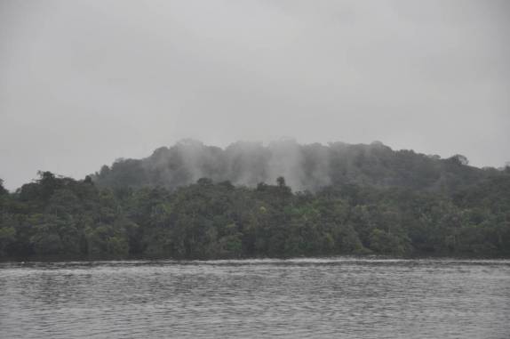 A densa floresta da Guiana Francesa vista de Oiapoque - AP